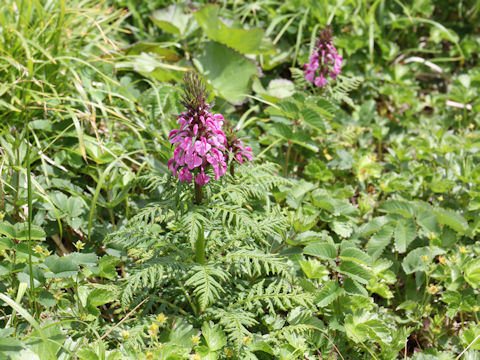 Pediculasis chamissonis var. hokkaidoensis