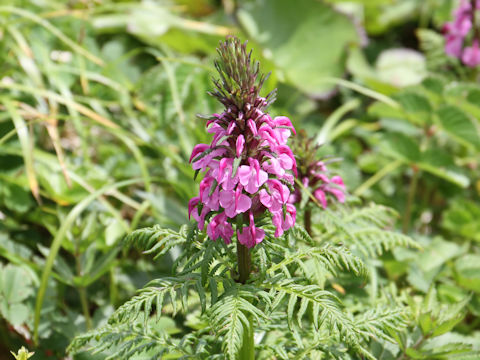 Pediculasis chamissonis var. hokkaidoensis