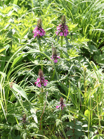 Pediculasis chamissonis var. hokkaidoensis