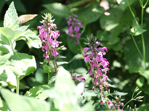Pediculasis chamissonis var. hokkaidoensis