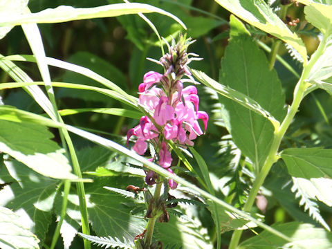 Pediculasis chamissonis var. hokkaidoensis
