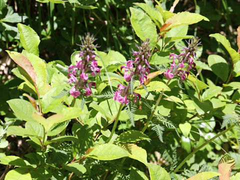 Pediculasis chamissonis var. hokkaidoensis