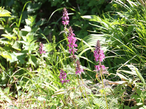 Pediculasis chamissonis var. hokkaidoensis