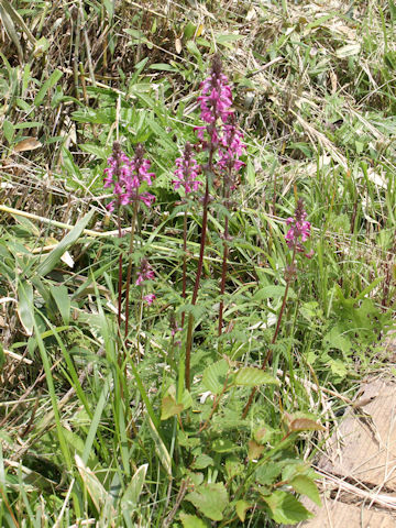 Pediculasis chamissonis var. hokkaidoensis