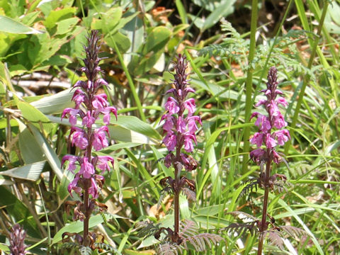 Pediculasis chamissonis var. hokkaidoensis