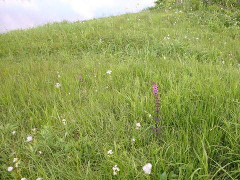 Pediculasis chamissonis var. hokkaidoensis