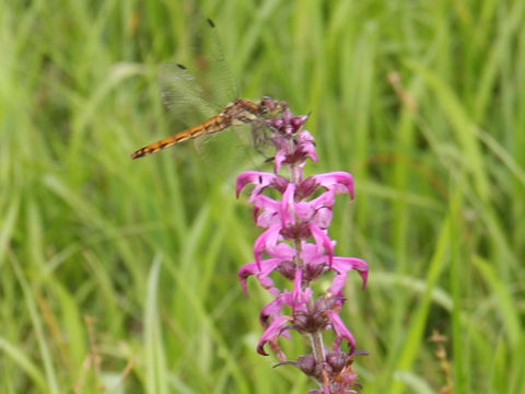 Pediculasis chamissonis var. hokkaidoensis