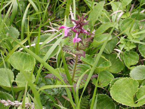 Pediculasis chamissonis var. hokkaidoensis