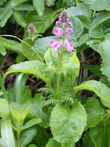 Pediculasis chamissonis var. hokkaidoensis