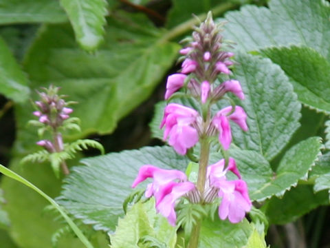 Pediculasis chamissonis var. hokkaidoensis