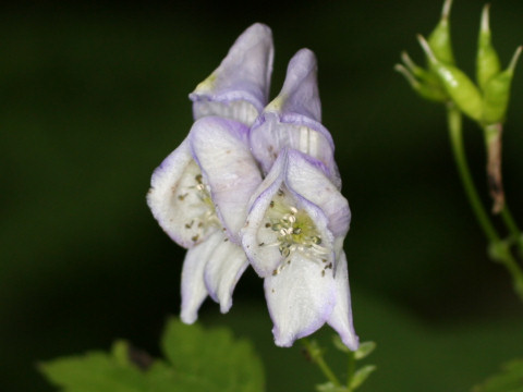 Aconitum japonicum var. eizanense