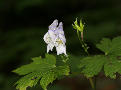 Aconitum japonicum var. eizanense