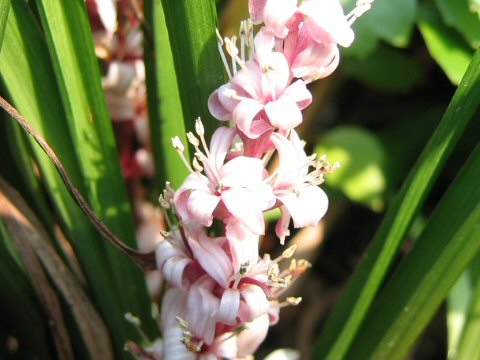 Reineckea carnea