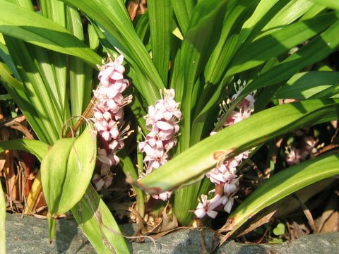 Reineckea carnea