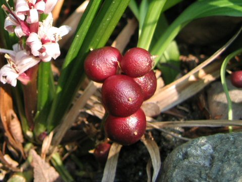 Reineckea carnea