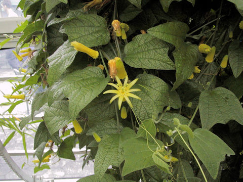 Passiflora lutea