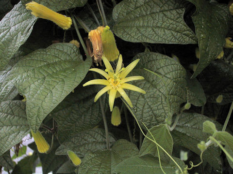 Passiflora lutea