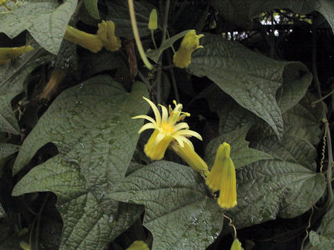 Passiflora lutea