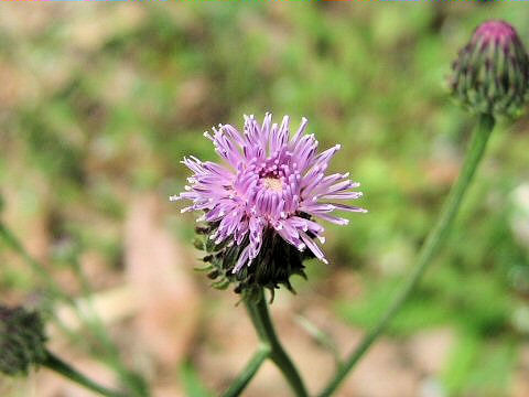 Hemistepta lyrata