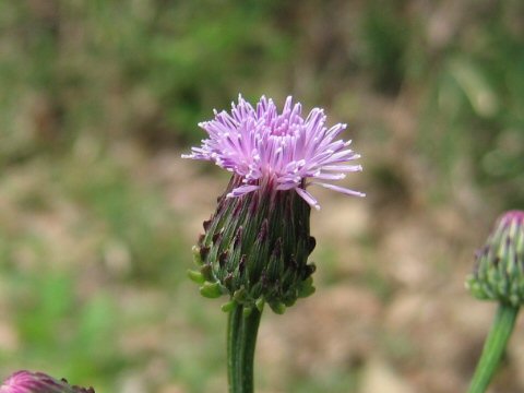 Hemistepta lyrata