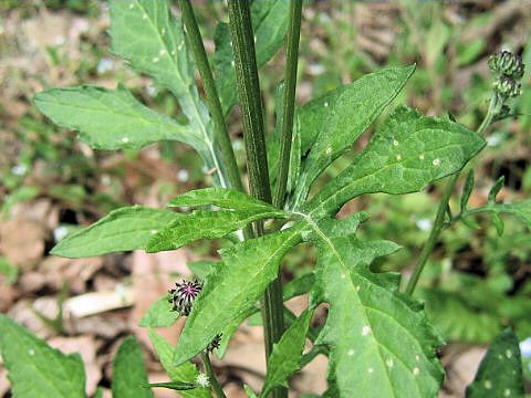 Hemistepta lyrata