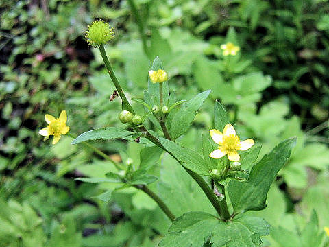 Ranunculus silerifolius