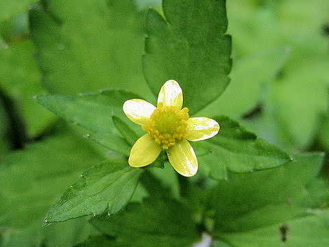 Ranunculus silerifolius