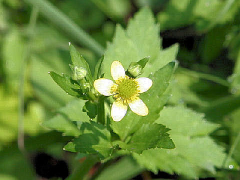 Ranunculus silerifolius