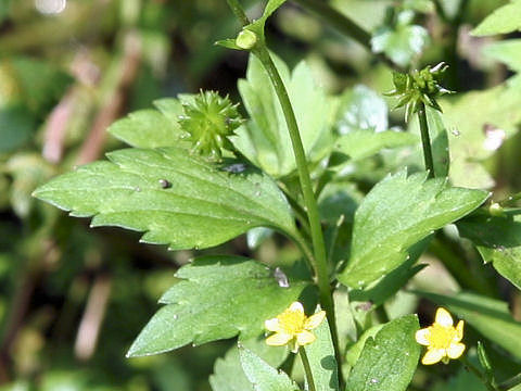 Ranunculus silerifolius