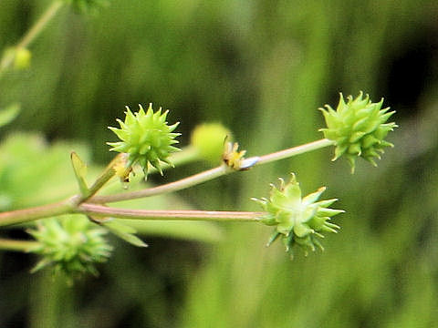 Ranunculus silerifolius