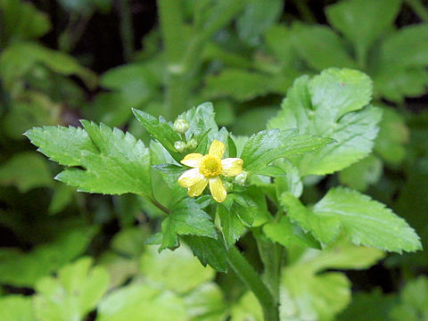 Ranunculus silerifolius