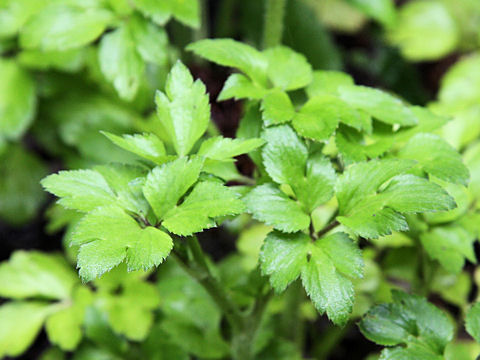 Ranunculus silerifolius