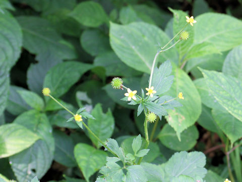 Ranunculus silerifolius