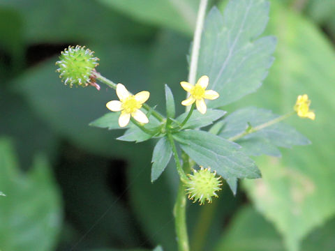 Ranunculus silerifolius