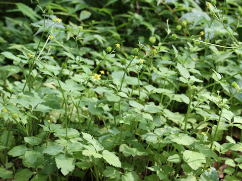 Ranunculus silerifolius