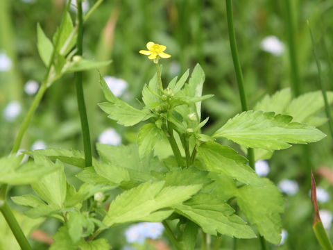 Ranunculus silerifolius