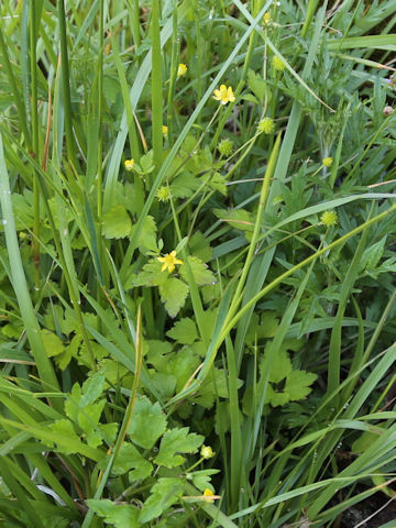 Ranunculus silerifolius