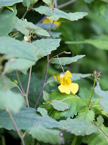 Impatiens noli-tangere