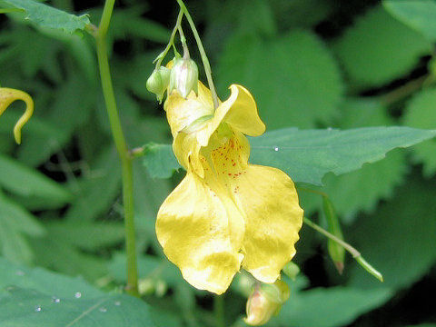 Impatiens noli-tangere