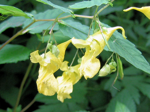 Impatiens noli-tangere