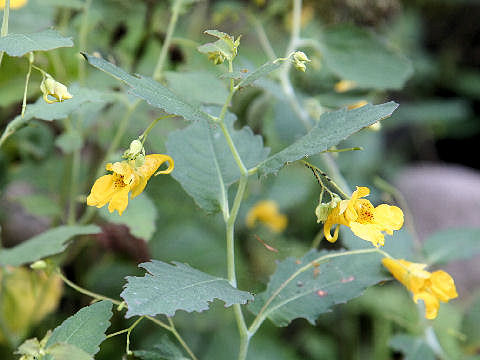 Impatiens noli-tangere