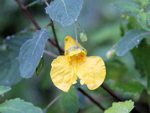 Impatiens noli-tangere