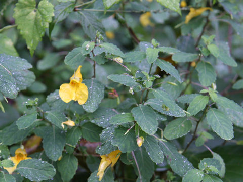 Impatiens noli-tangere