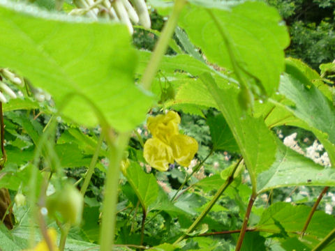 Impatiens noli-tangere