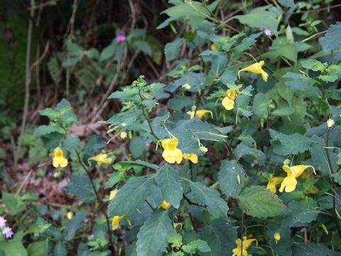 Impatiens noli-tangere