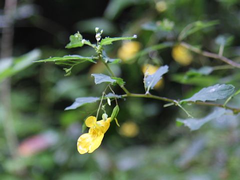 Impatiens noli-tangere