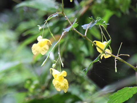 Impatiens noli-tangere