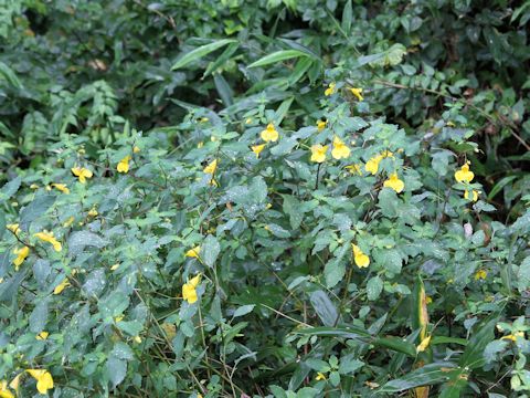 Impatiens noli-tangere