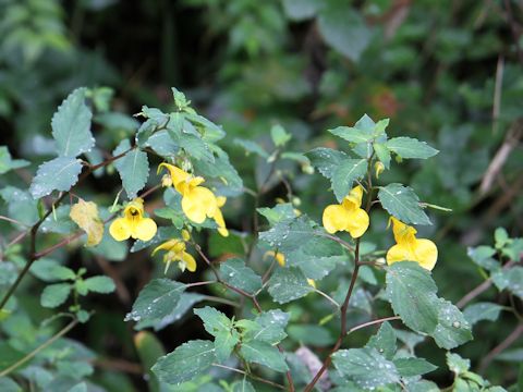 Impatiens noli-tangere