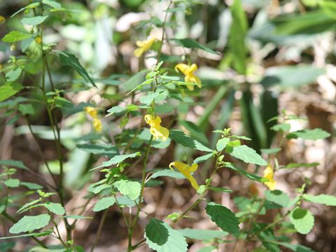 Impatiens noli-tangere